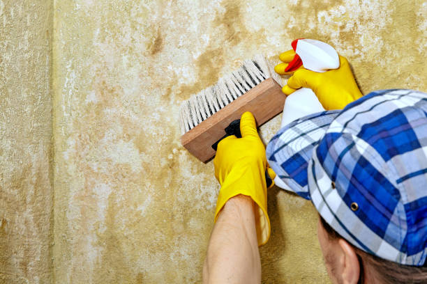 Best Asbestos and Lead Testing During Mold Inspection  in Gardnerville Ranchos, NV